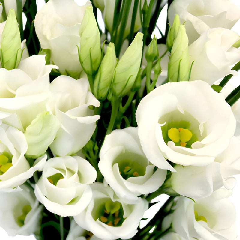 Single Piccolo White Lisianthus Wholesale Flower Upclose
