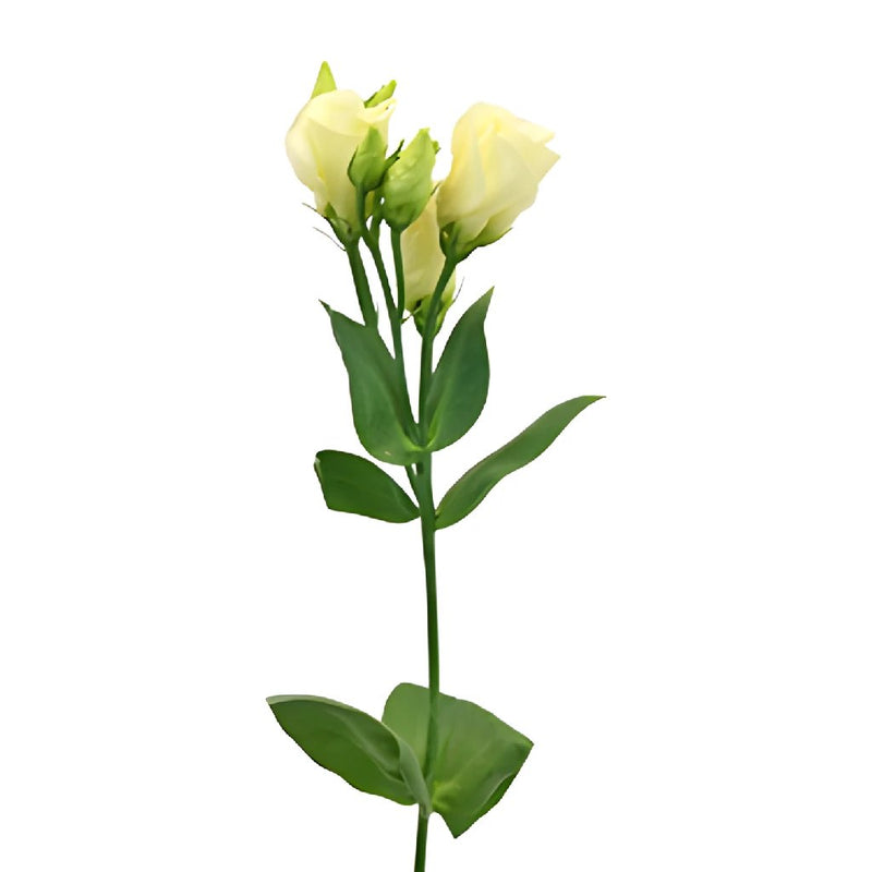 Single Piccolo Yellow Lisianthus Wholesale Flower Stem
