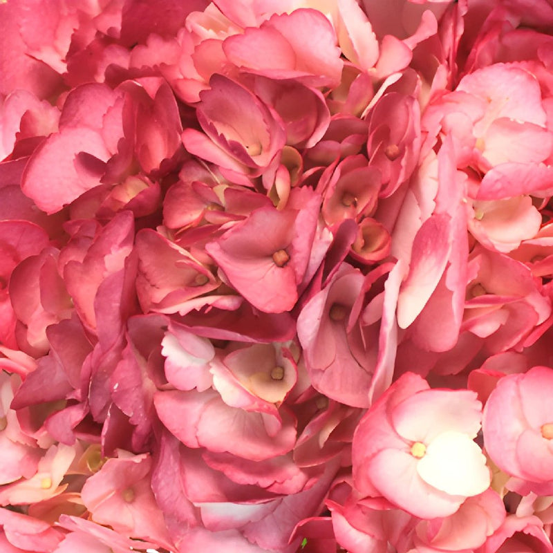 Sizzling Salmon Pink Airbrushed Hydrangea Up Close