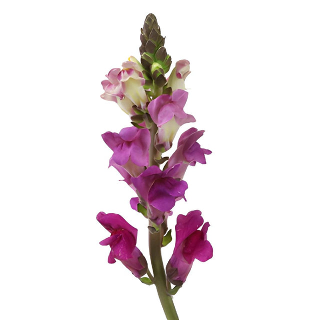 Buy Wholesale Snapdragon Purple Lavender Flower in Bulk - FiftyFlowers