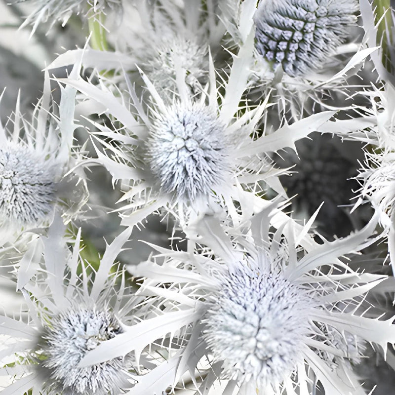 Snow White Tinted Thistle Wholesale Flower Upclose
