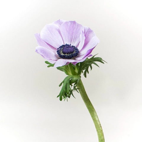 Purple Anemone Wholesale Flower Stem