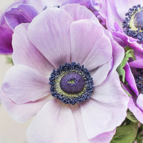 Purple Anemone Wholesale Flower Bunch In Hand