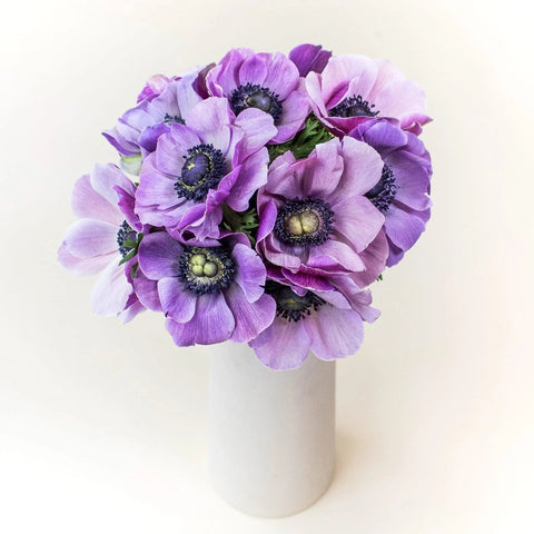 Purple Anemone Wholesale Flowers in Vase