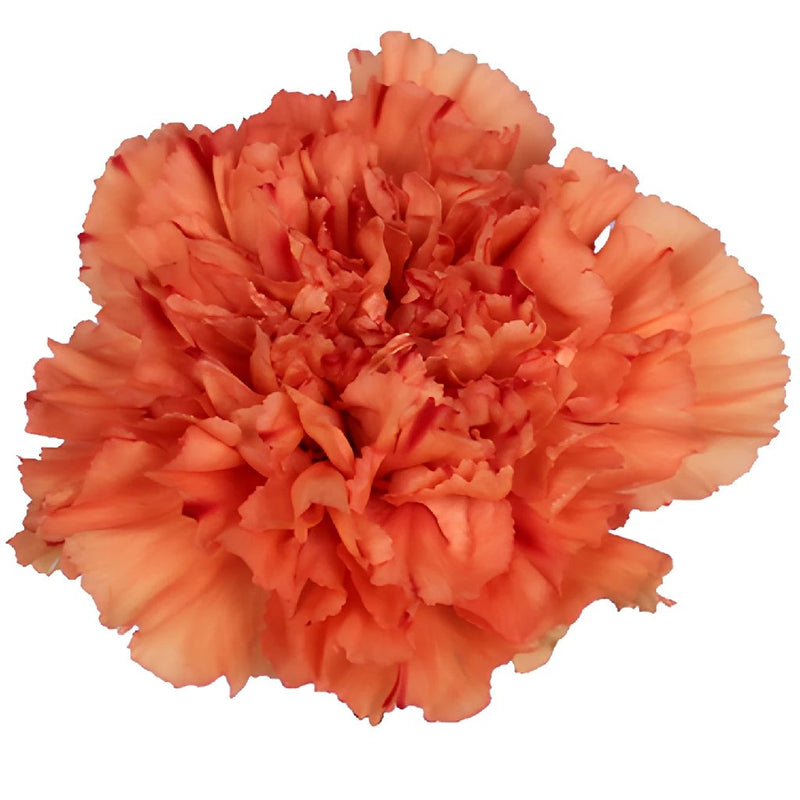 Solex Orange Carnation Flower Bloom