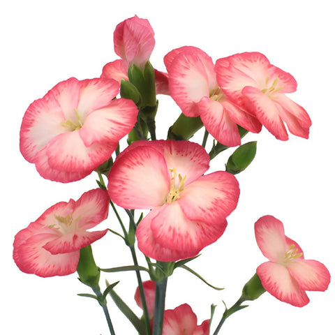 Pink Nectar Solomio Flowers