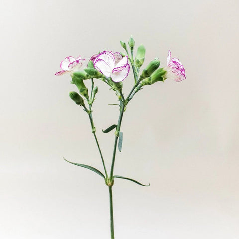 Solomio Purple and White Flower Stem