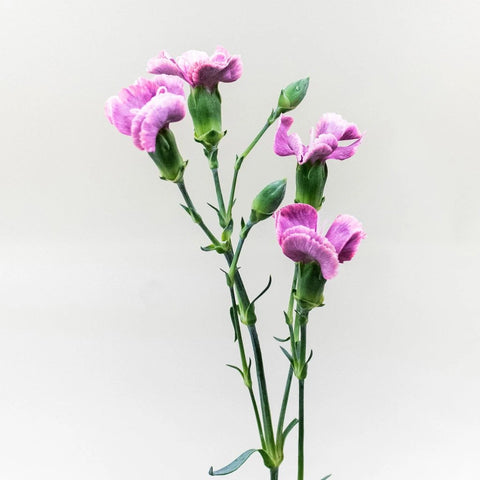 Solomio Bono Purple Flower Stem