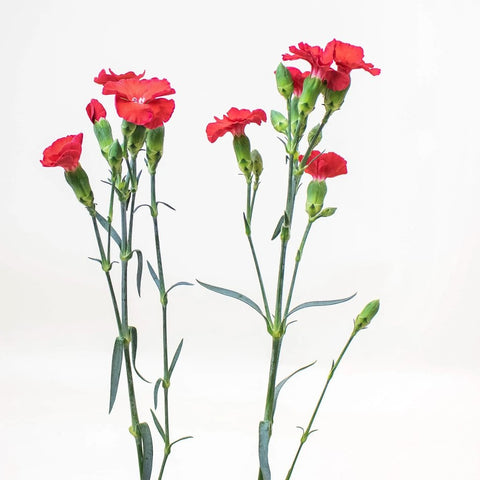Solomio Red Flower Stem
