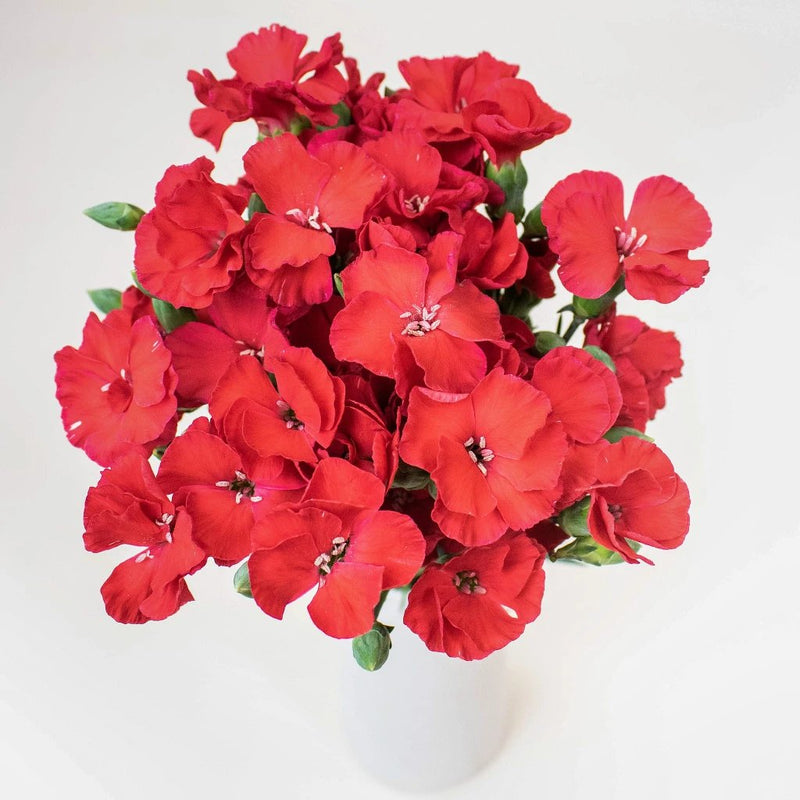 Red Solomio Wholesale Flowers In a Vase