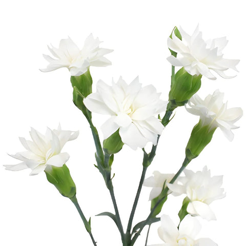 Bridal White Star Dianthus Flowers