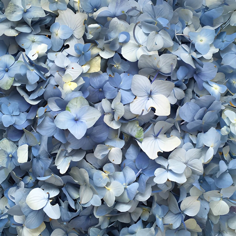 Something Blue Hydrangea Flower Petals Fresh