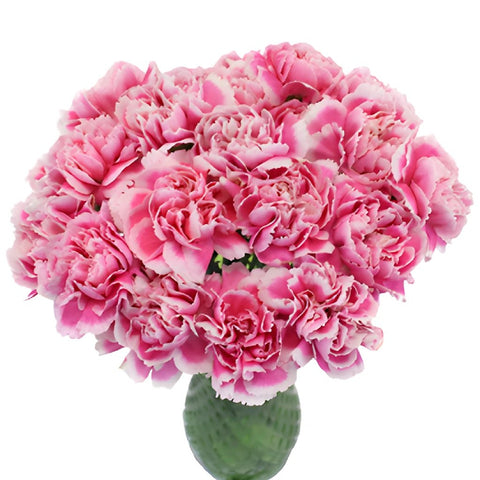 Soraya Pink Carnation Flowers In a vase