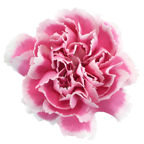 Soraya Pink Carnation Flower Bloom