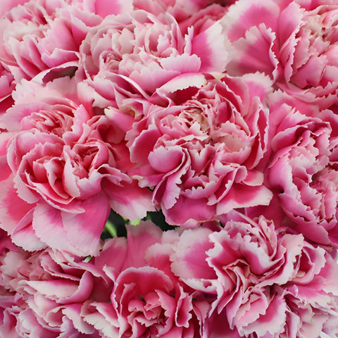 Soraya Pink Wholesale Carnations Up close