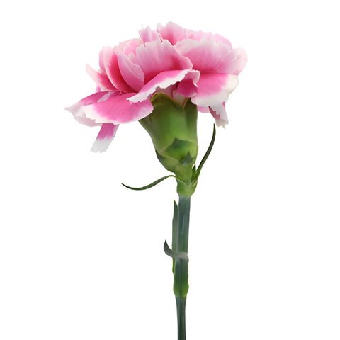 Soraya Pink Carnations side stem