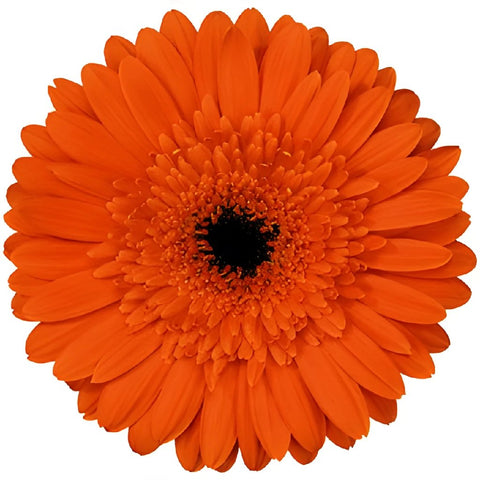Gerbera Daisy Standard Orange Wholesale Flower Up close