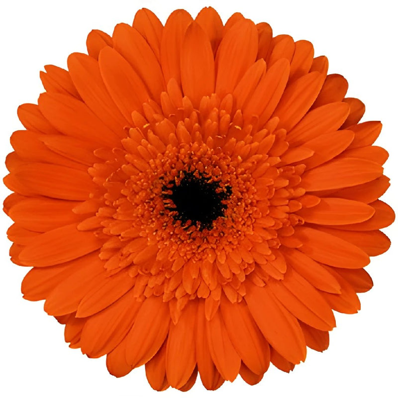 Gerbera Daisy Standard Orange Wholesale Flower Up close