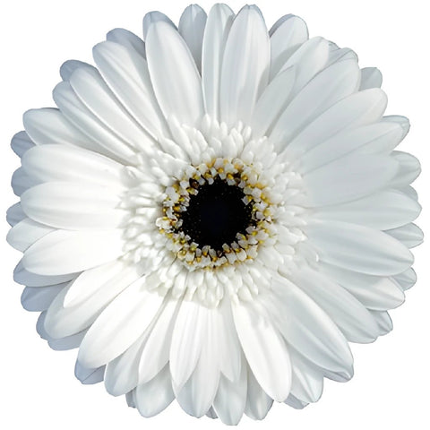 Gerbera Daisy Standard White Wholesale Flower Up close