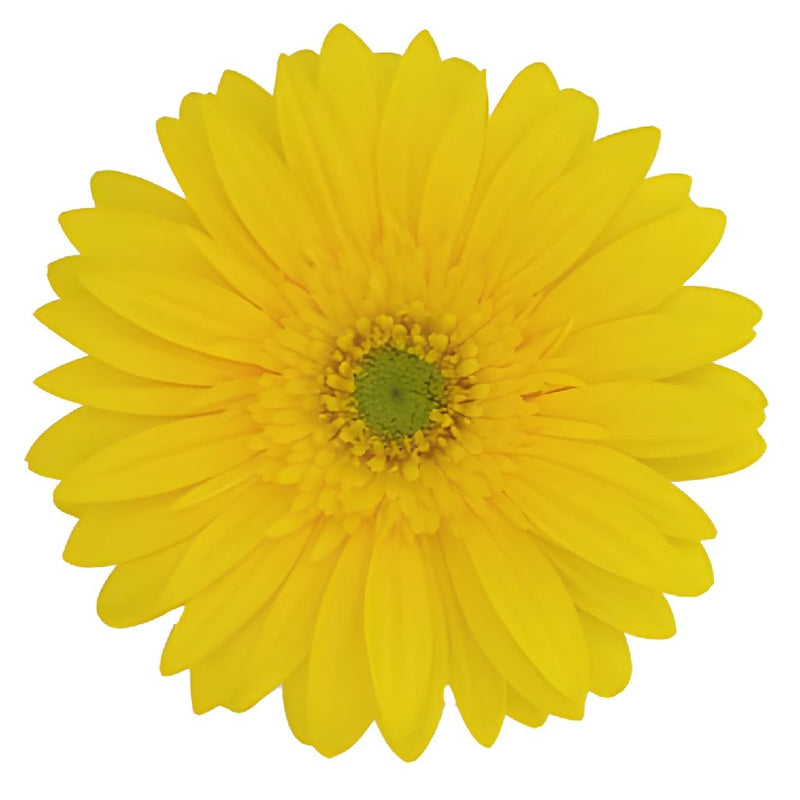 Gerbera Daisy Yellow Standard Wholesale Flower Up close