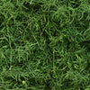 Star Asparagus Fresh Cut Greenery