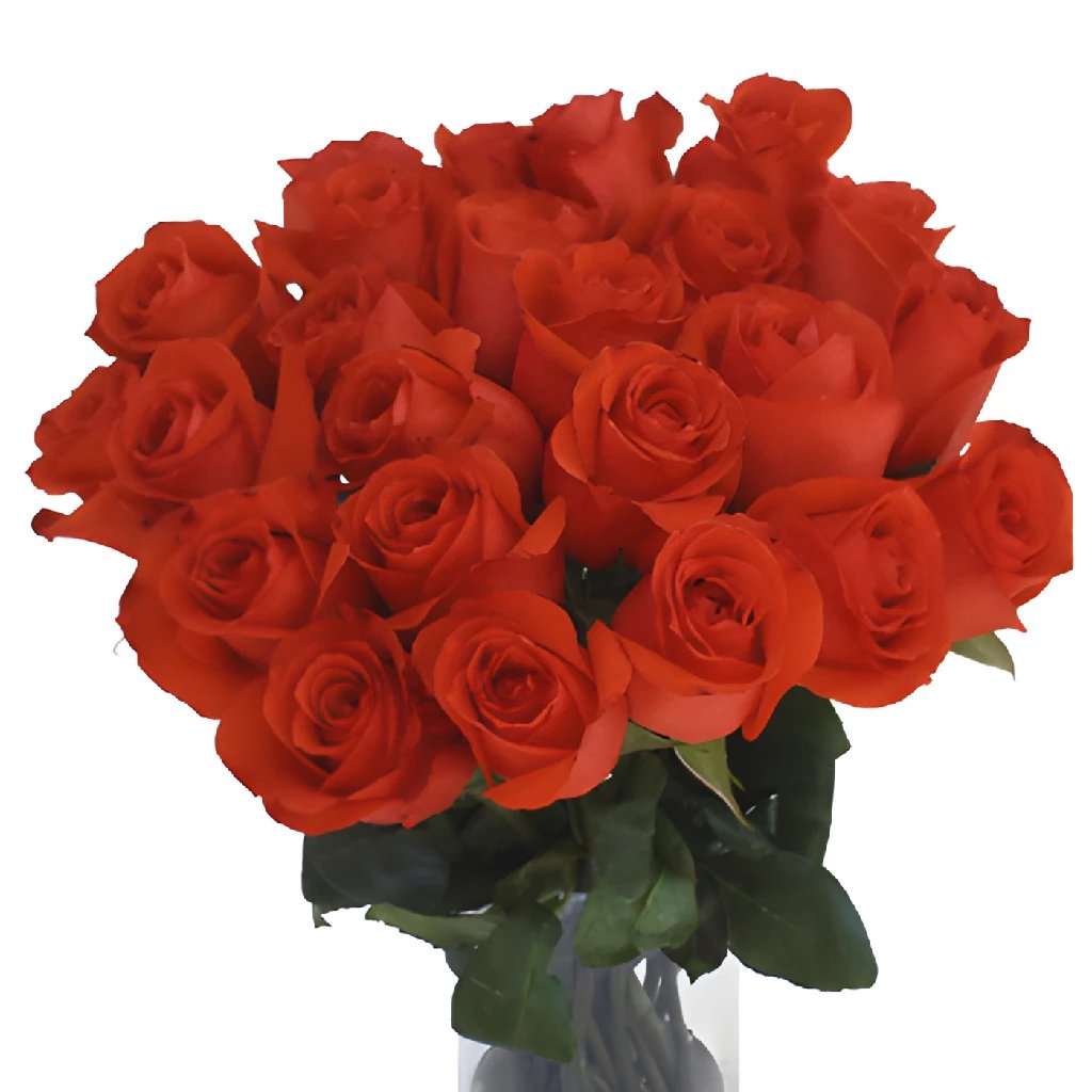 Star 2000 Orange Rose