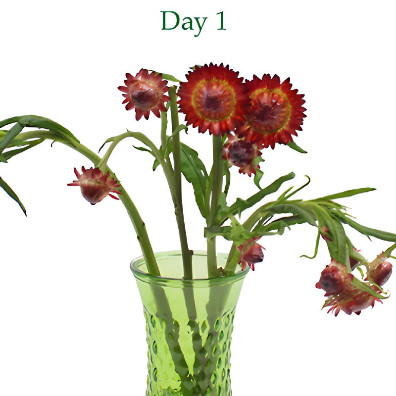 Burgundy Red Fresh Cut Strawflower