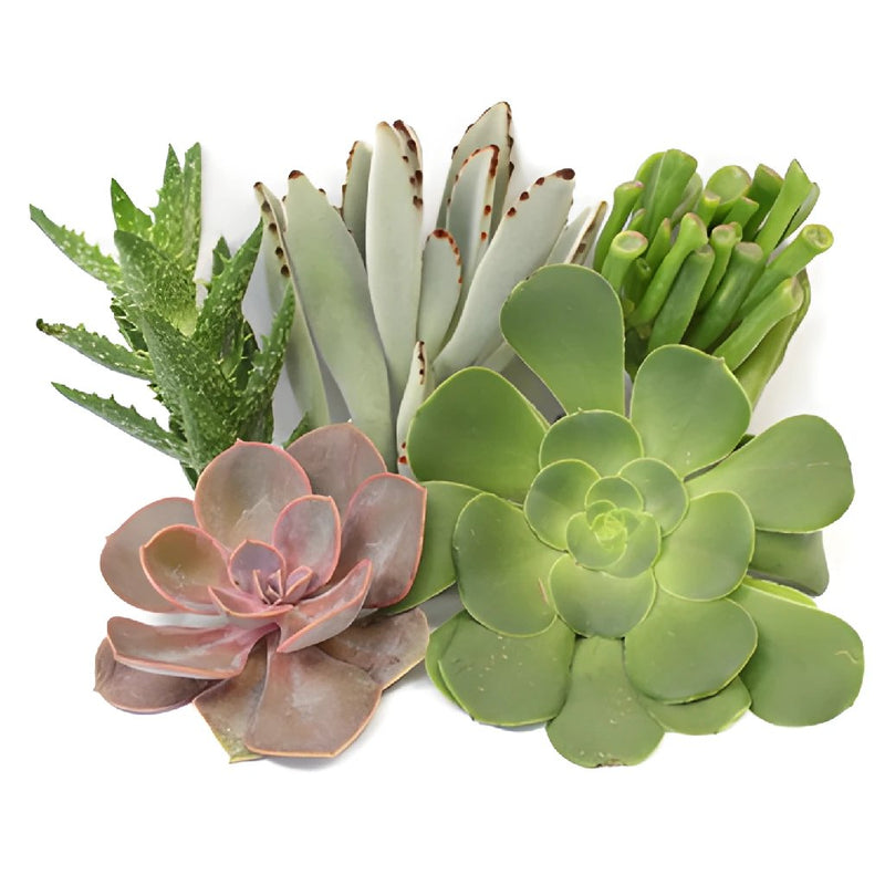 Succulents Assorted Package