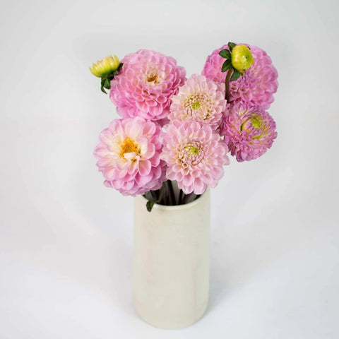 Sugar Plum Dahlia Flower Bunch in Vase