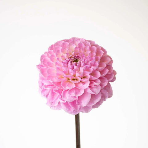Sugar Plum Dahlia Flower Stem