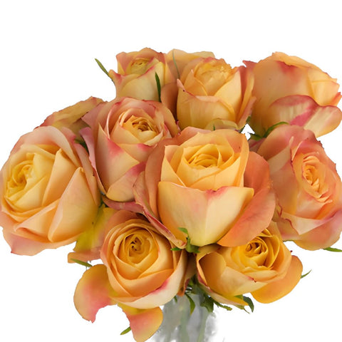 Sunset Romantico Garden Wholesale Roses In a vase