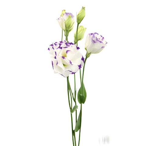 Super Magic Purple and White Lisianthus Wholesale Flower Stem