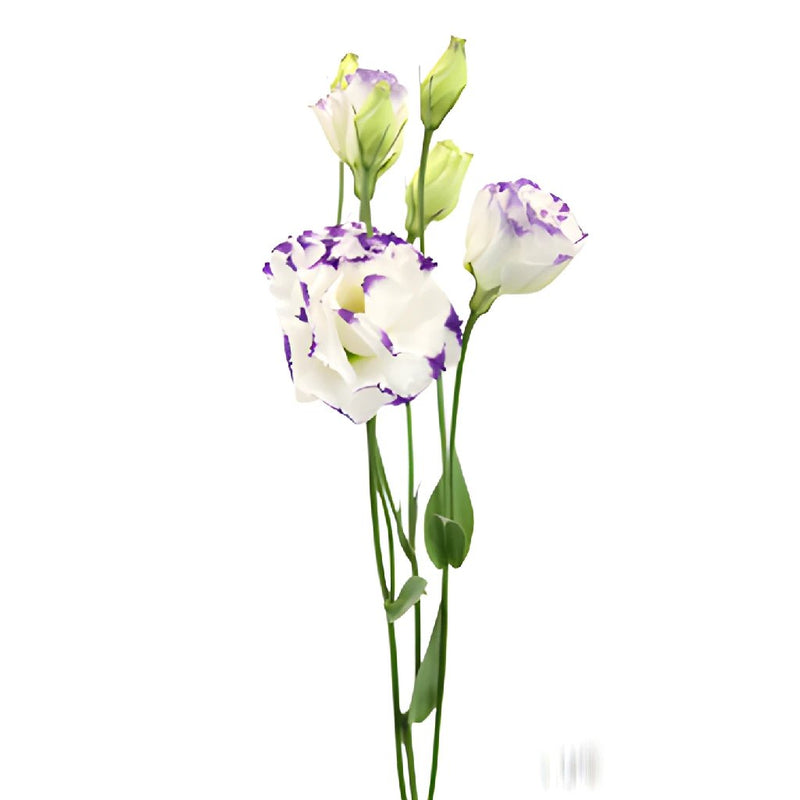 Super Magic Purple and White Lisianthus Wholesale Flower Stem