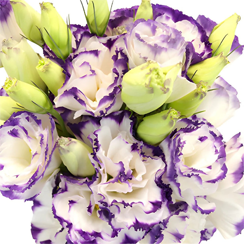 Super Magic Purple and White Lisianthus Wholesale Flower Upclose
