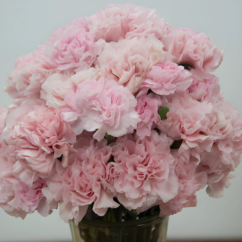 Sweet Pink Carnation Flowers In a vase
