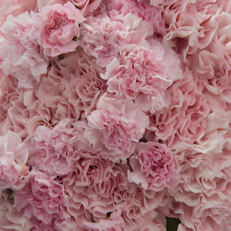 Sweet Pink Wholesale Carnations Up close