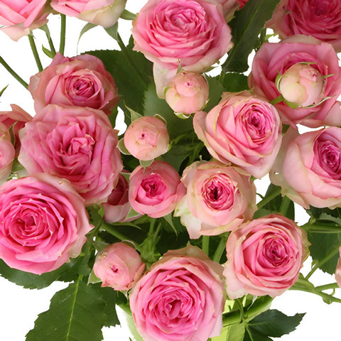 Sweet Sensation Pink Spray Roses up close