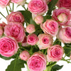 Princess Pink Petite Roses