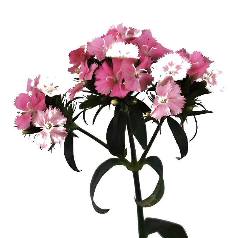 Sweet William Pink and White Flowers