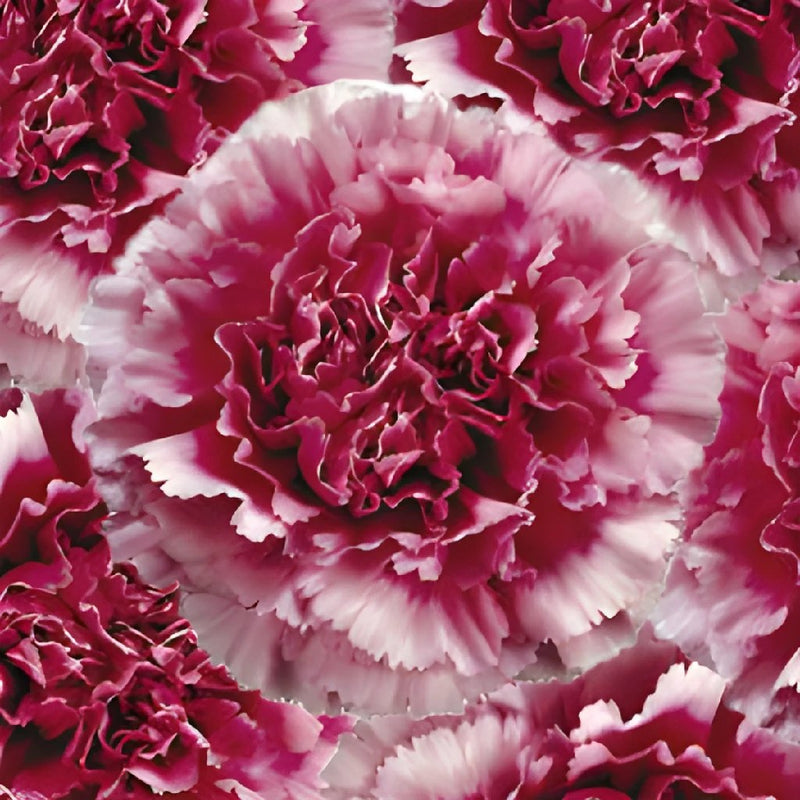 Tenderly Bicolor Dark Pink and White Wholesale Carnations Up close