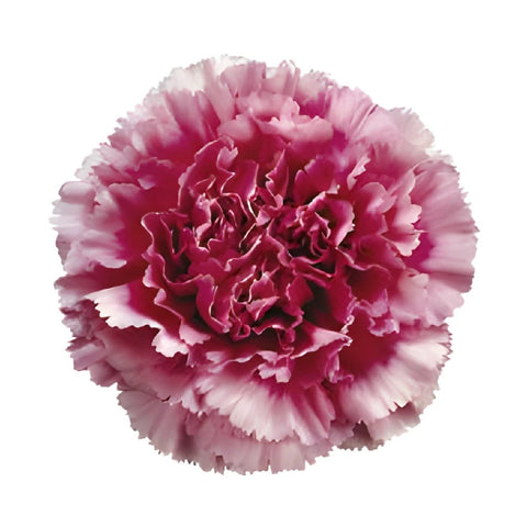 Tenderly Bicolor Dark Pink and White Carnations bloom