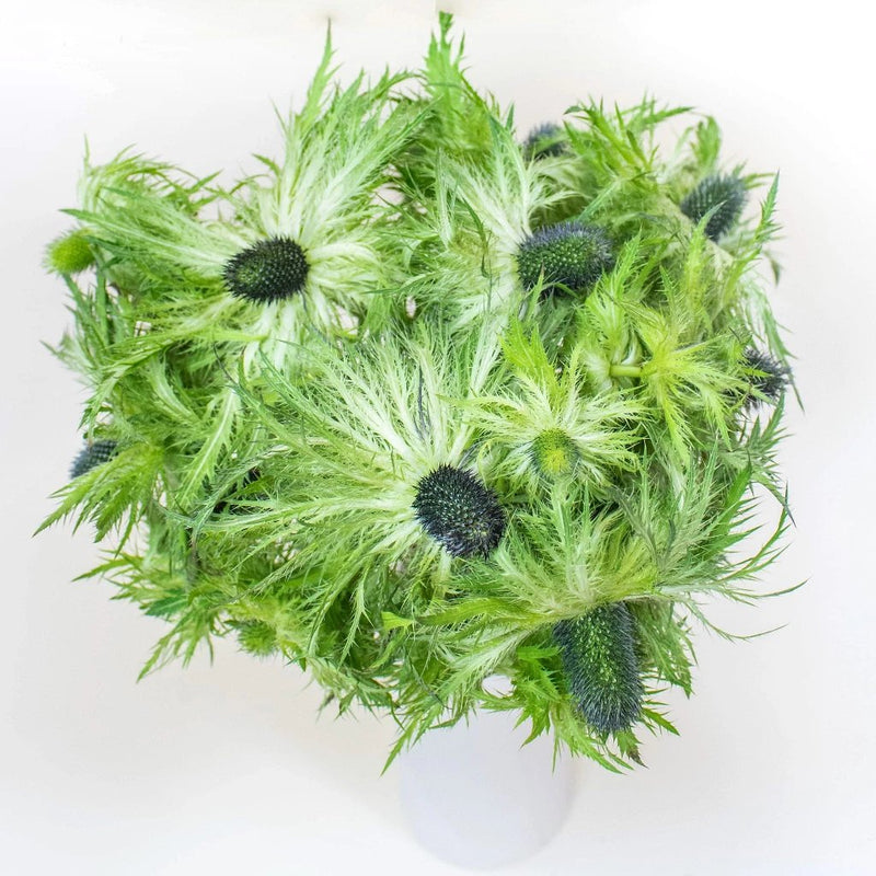 Green Thistle Wholesale Flowers In a Vase