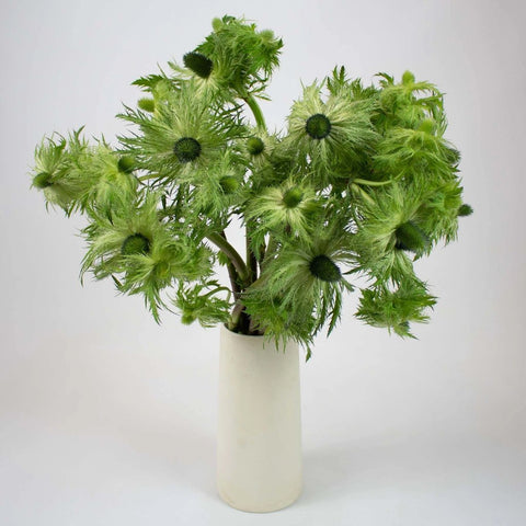 Green Thistle Bunch in Vase