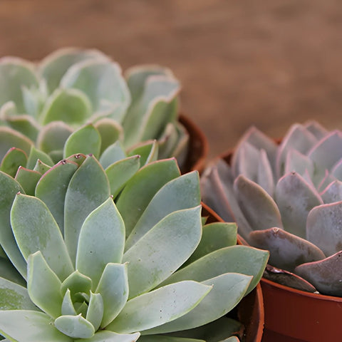 The Trio Potted Large Succulent Pack