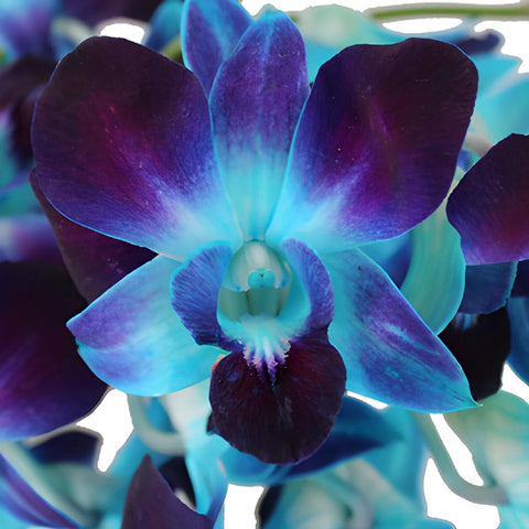 Tie Dye Dendrobium Orchids Express Delivery
