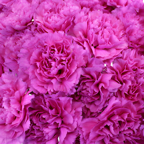 Tiepolo Fuchsia Wholesale Carnations Up close