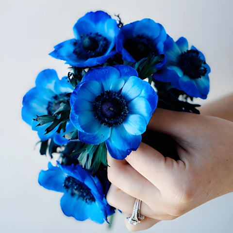 Tinted Blue Anemone Wholesale Flower Stem