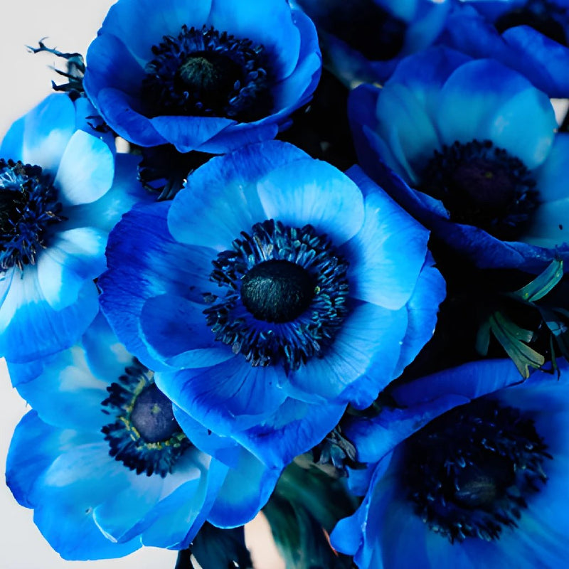 Tinted Blue  Anemone Wholesale Flower Upclose