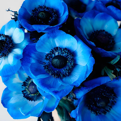 Anemone Paper Flower Set in White & Navy Blue for Wedding 