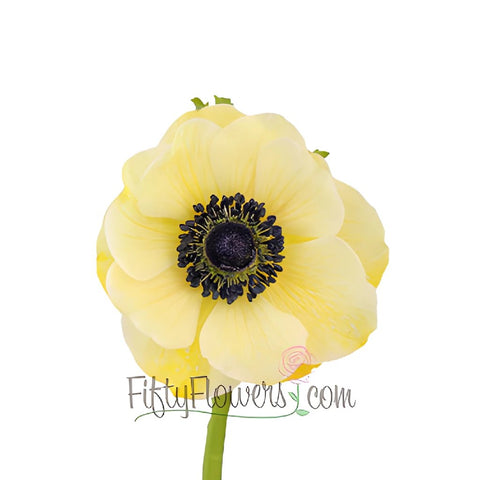 Tinted Yellow Anemone Wholesale Flower Bloom